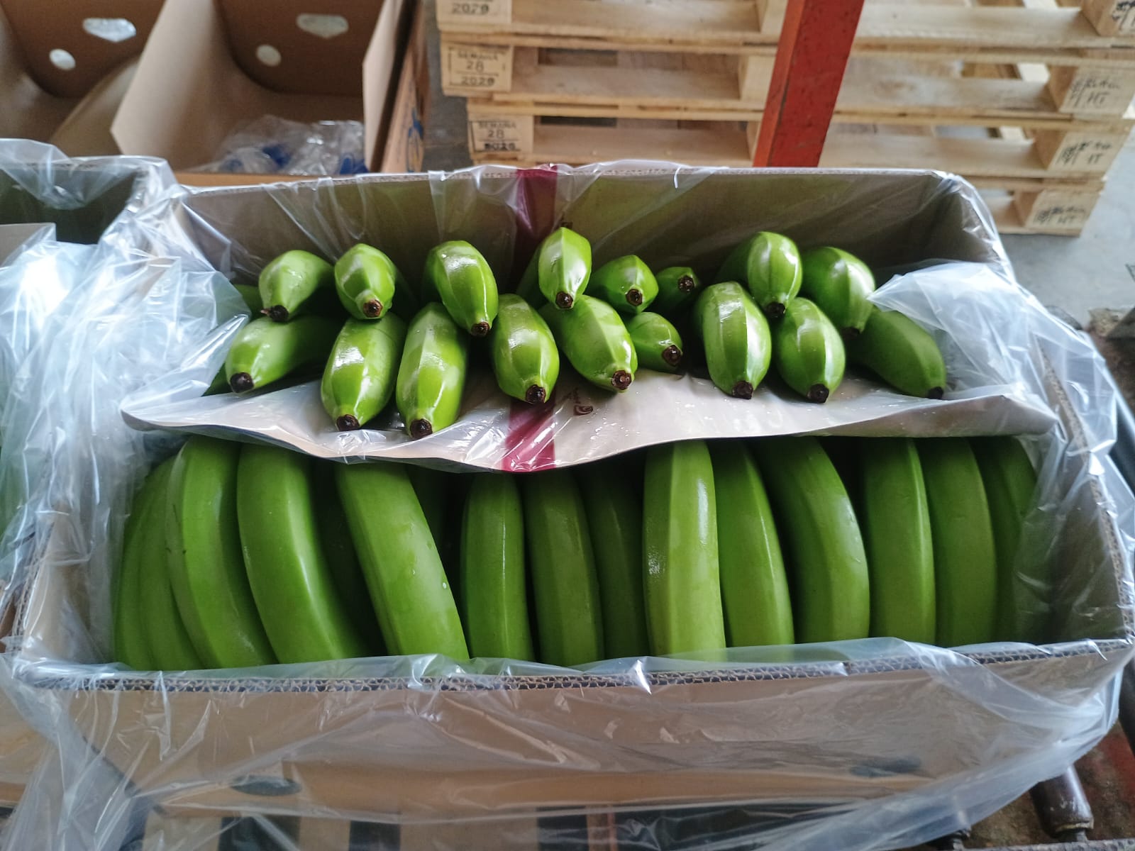 Packed box